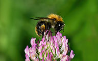 Common carder bee (Bombus pascuorum)